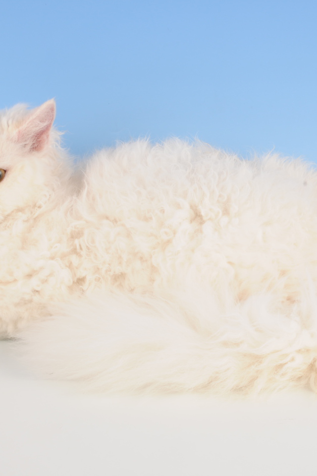 Белый селкирк рекс