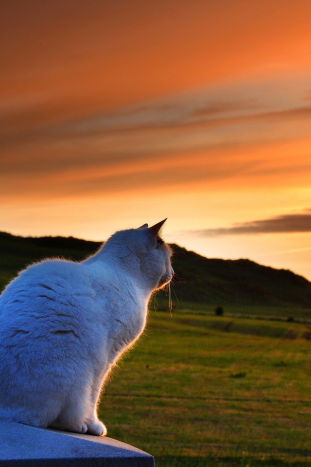 Белый кот смотрит на закат