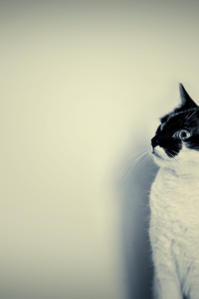 Белый кот с черной мордой