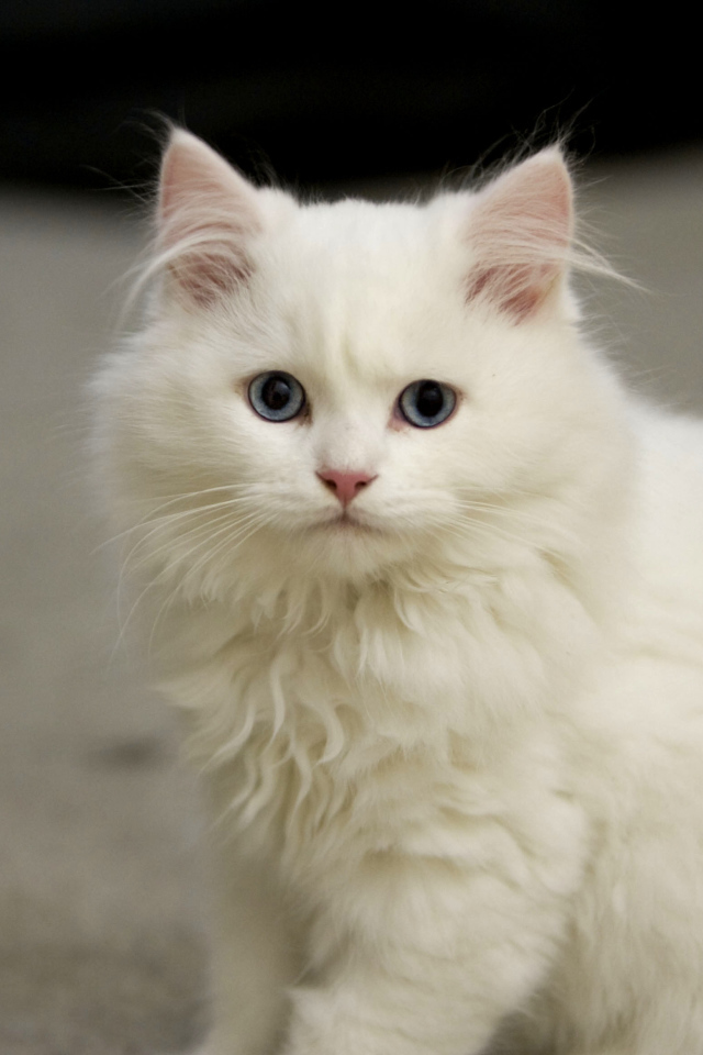 Белый котенок кимрик