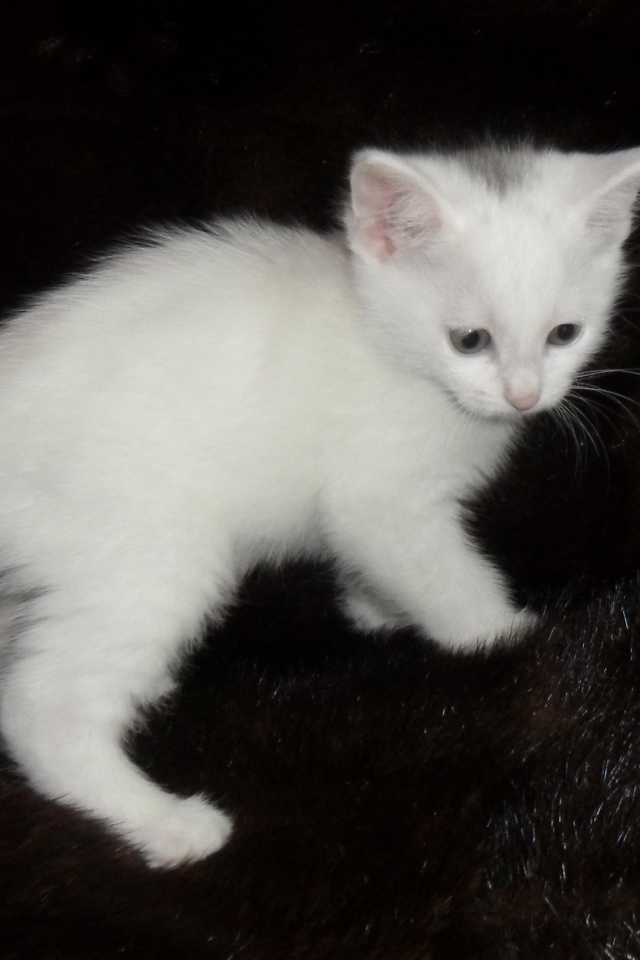 Белый котенок курильского бобтейла