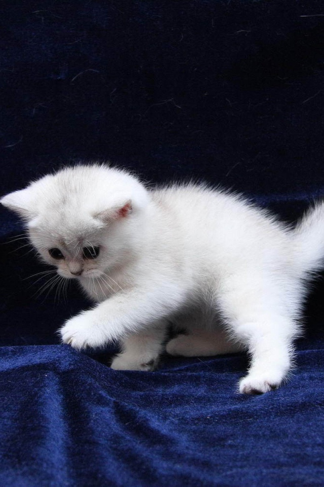 Белый котенок на синей ткани