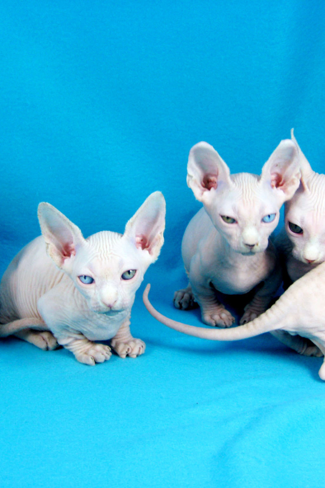 Белые котята минскин