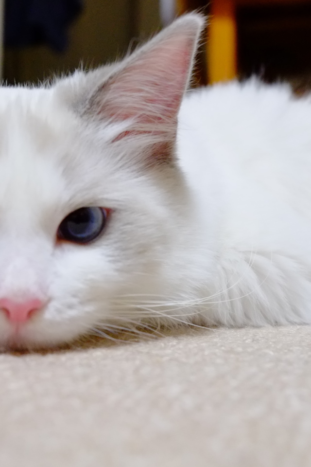 Белый рэгдолл на полу