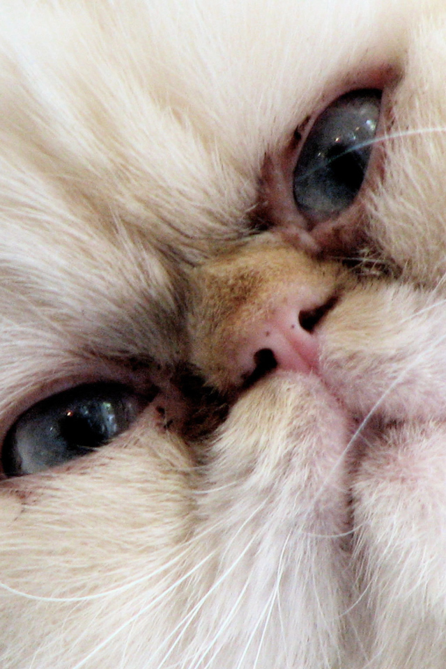 Злая гималайская кошка