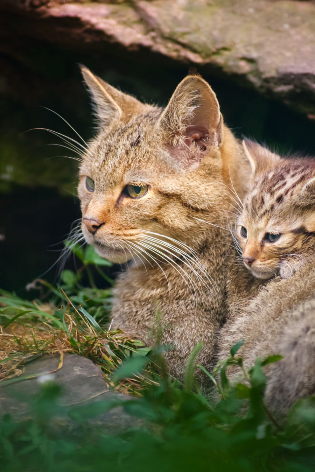 Дикая кошка с котенком