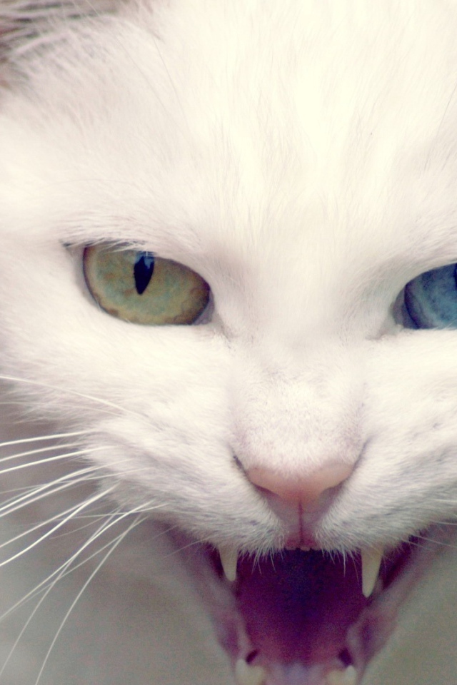 Дикий белый кот