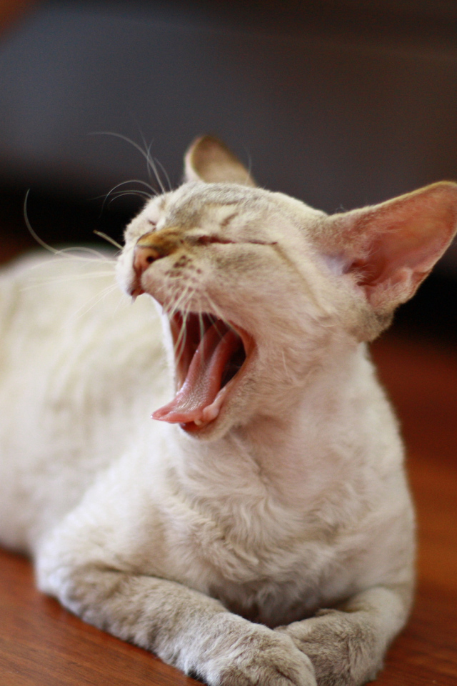 Зевающий девон-рекс