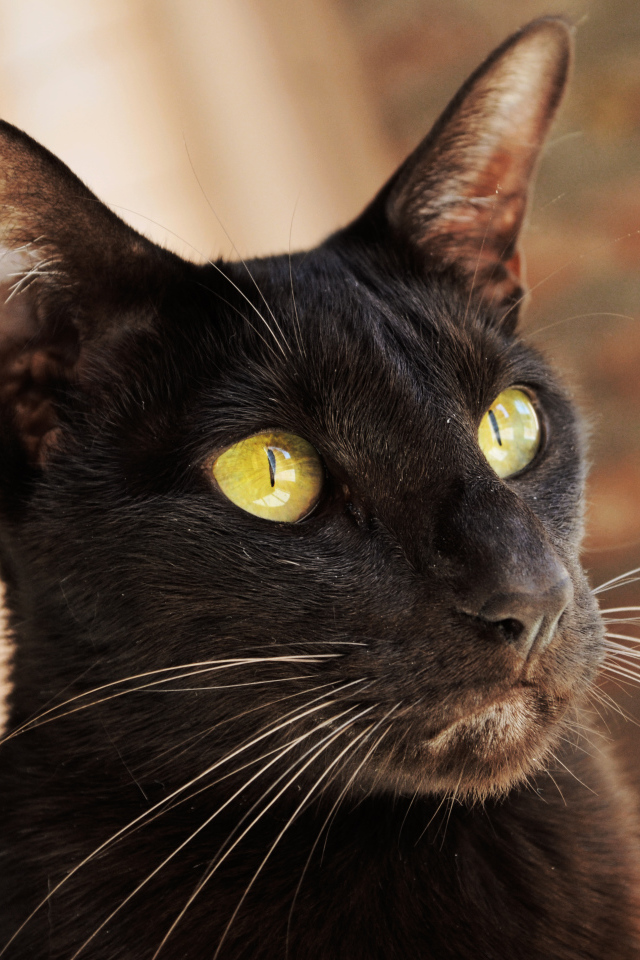 Желтоглазая ориентальная короткошерстная кошка