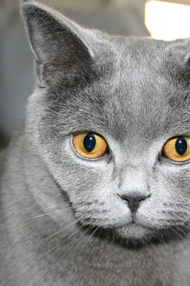 Желтоглазая русская голубая кошка