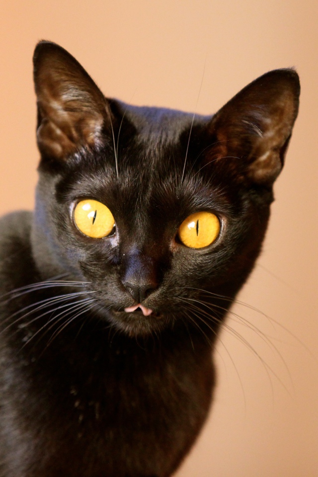 Желтые глаза у бомбейской кошки