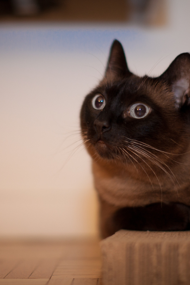 Йоркская шоколадная кошка