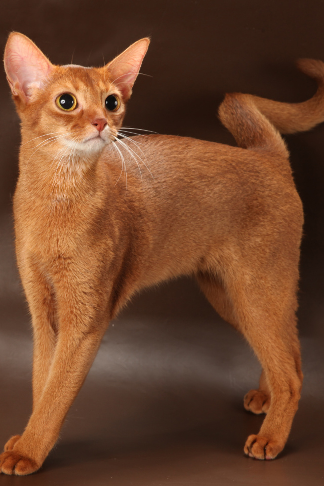 Молодая абиссинская кошка