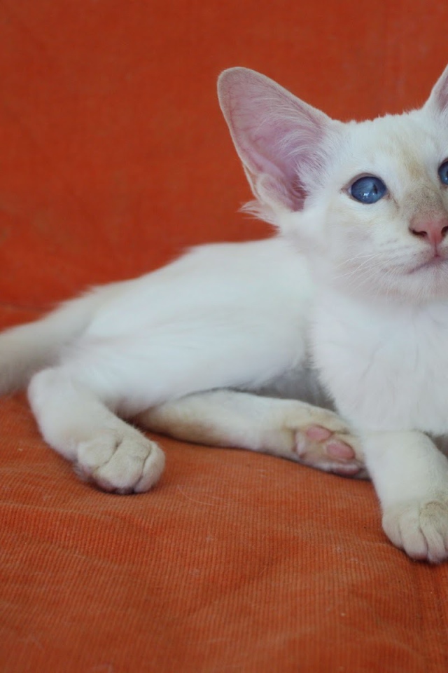 Молодой балийский кот