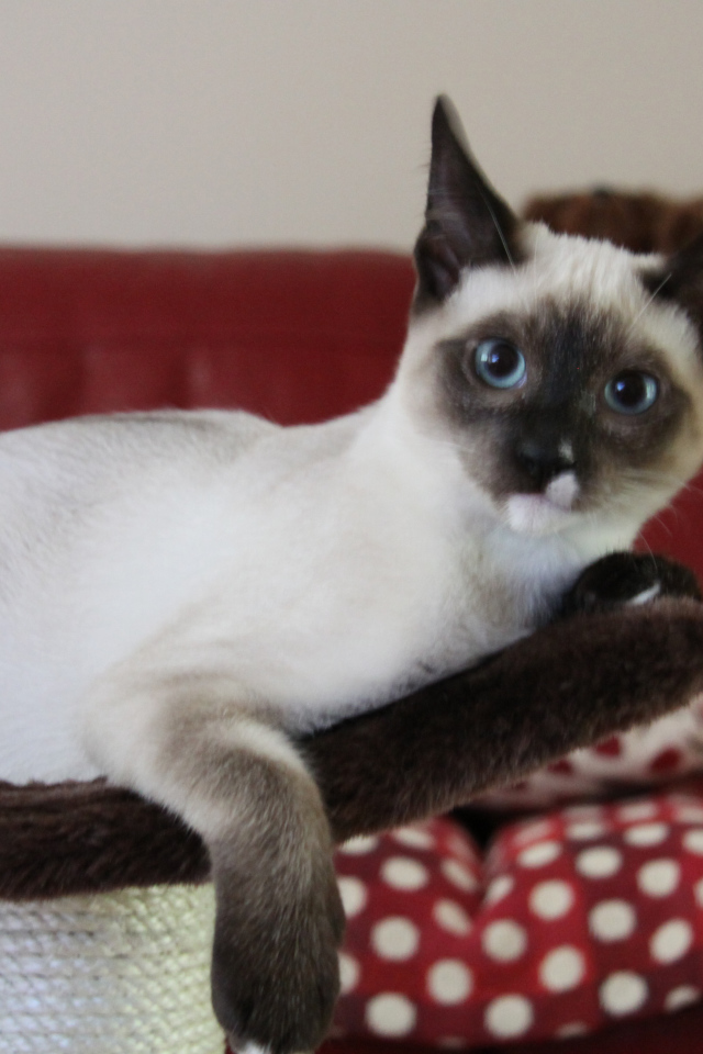 Молодой кот сноу-шу