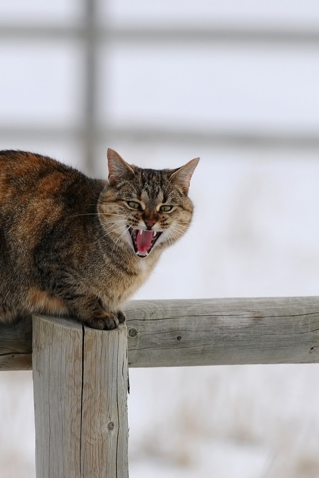 Кот сидит на заборе