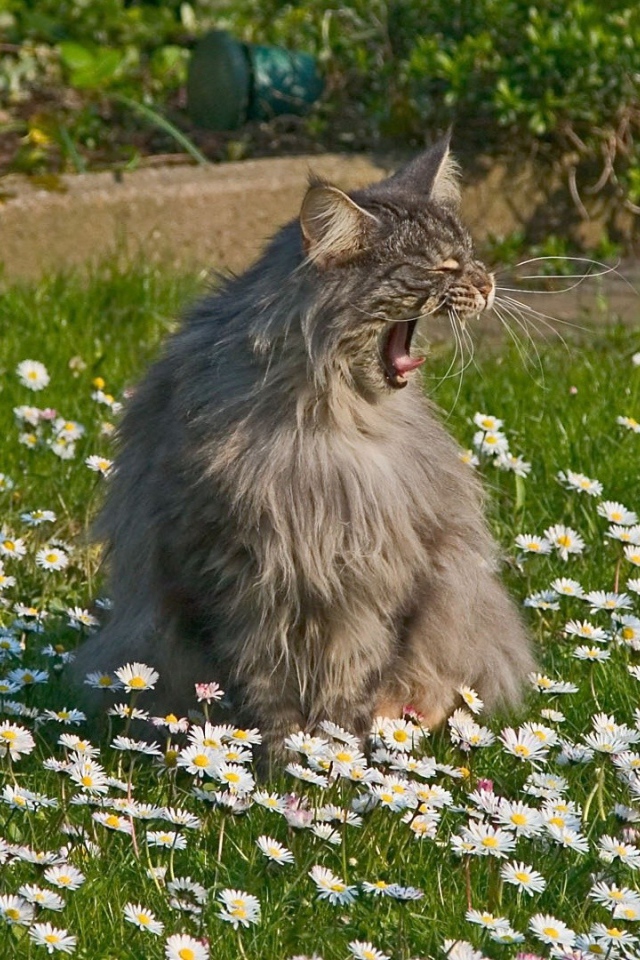 Кот зовет свою подругу