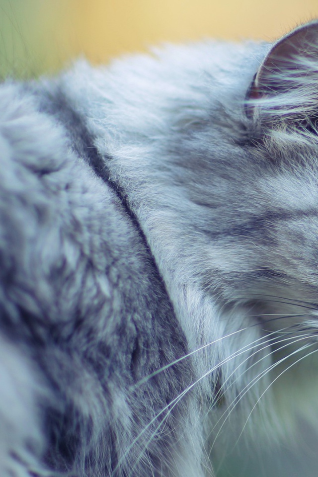 Голубой кот