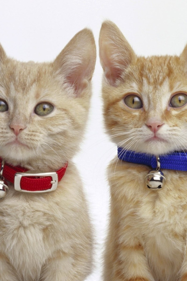 Мальчик и девочка котята