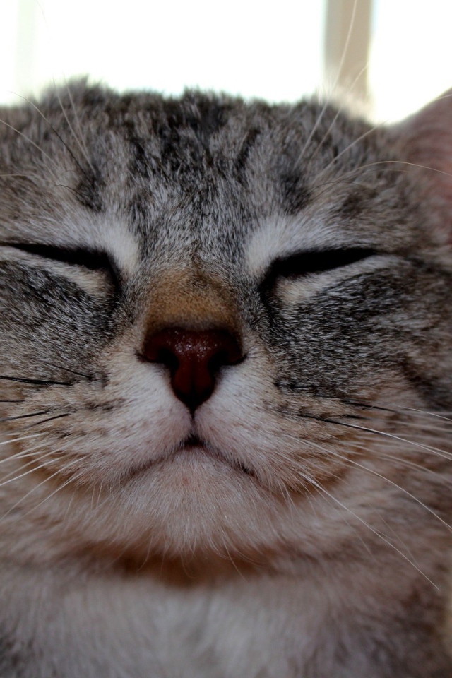 Кот улыбается