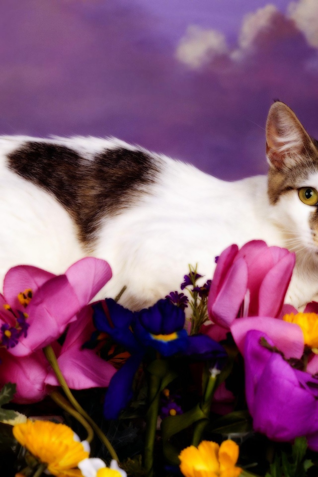 Кошка с сердечком