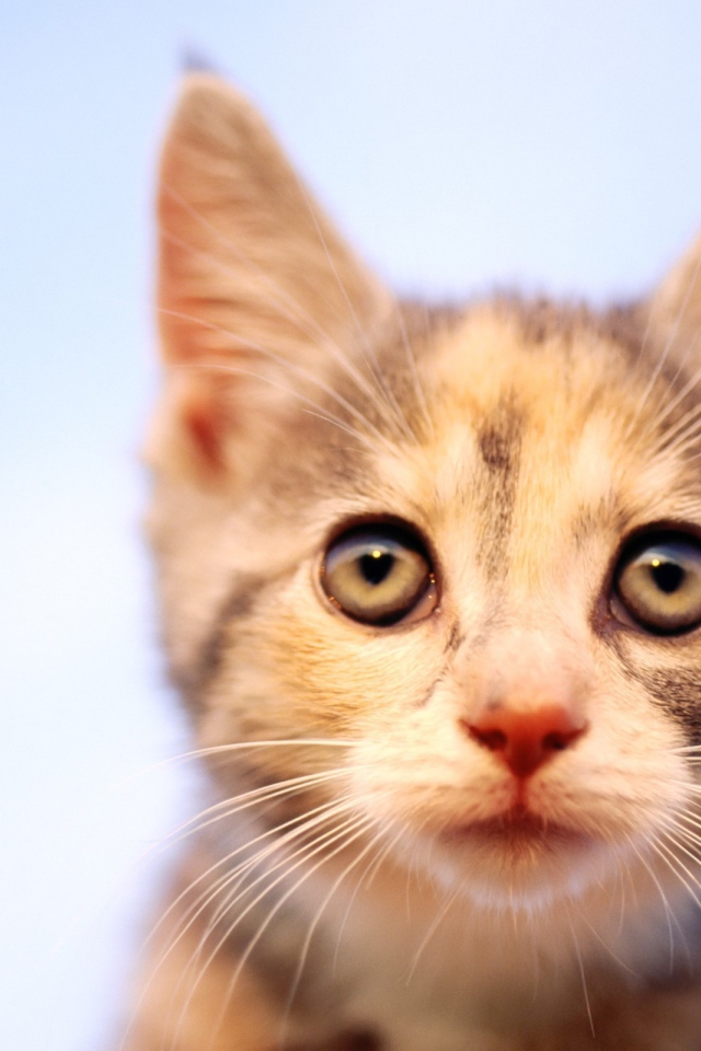 Пристальный Взгляд кошки