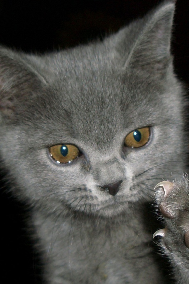 Котенок выпустил когти