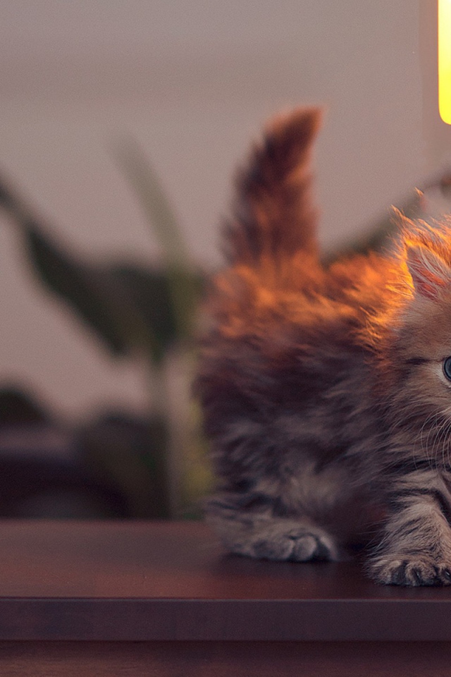 Котенок у лампы