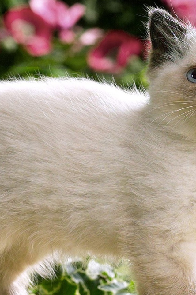 Котенок с черным носом