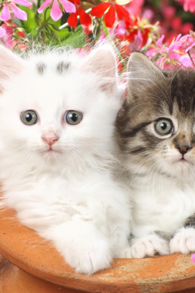 Котята в глинянном кувшине