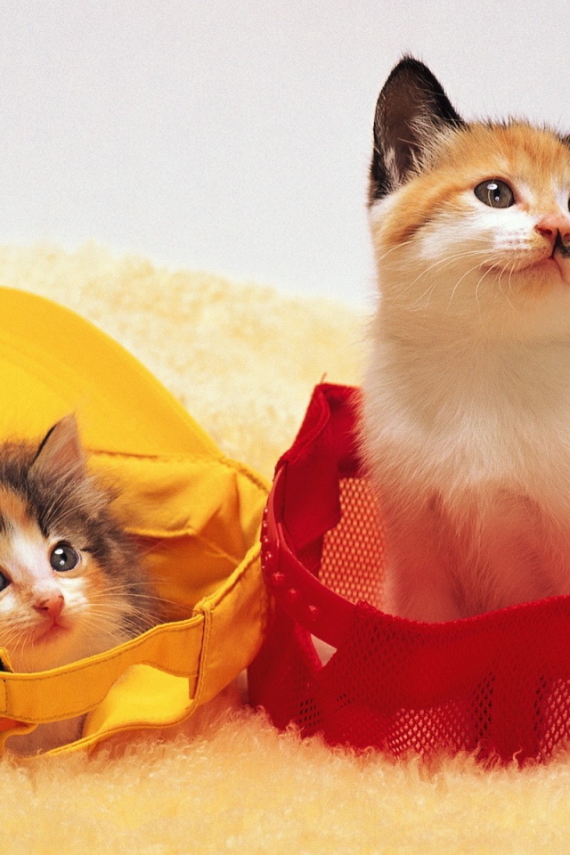 Котята в кепках