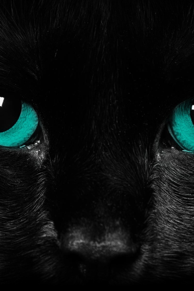 Взгляд черного кота
