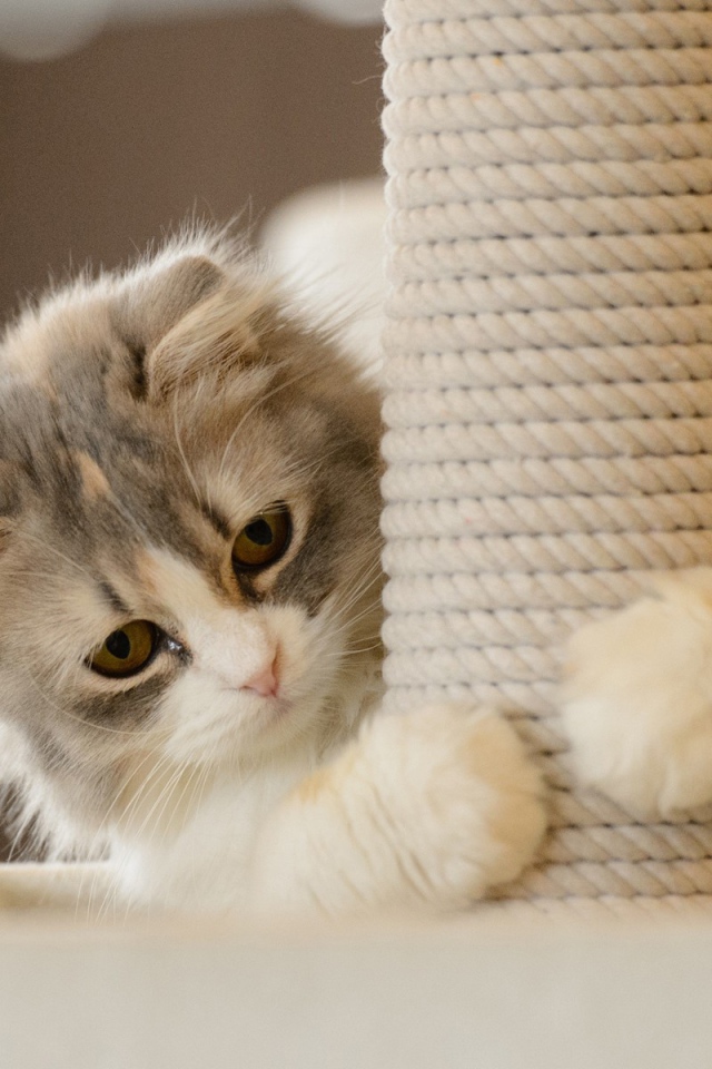 Игривый котенок