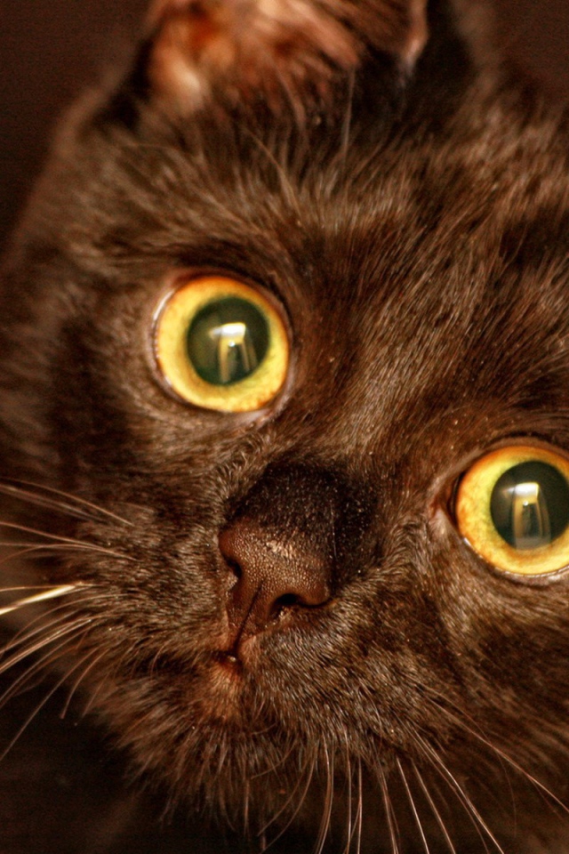 	  Round eyes of the cat