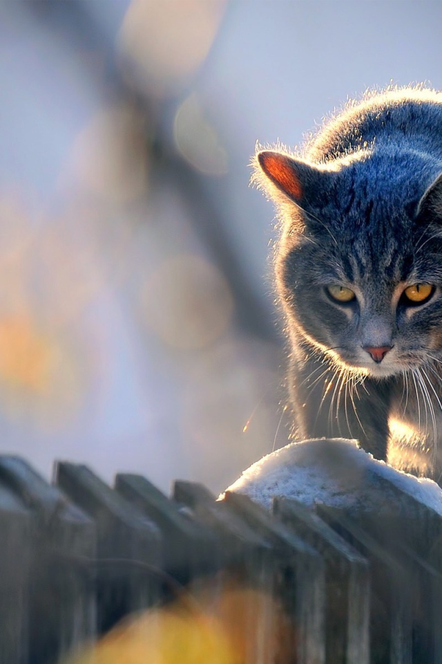 Кот идет по забору