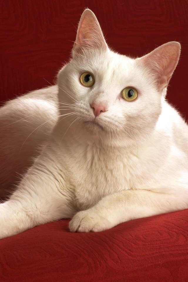 Белый кот на красном диване