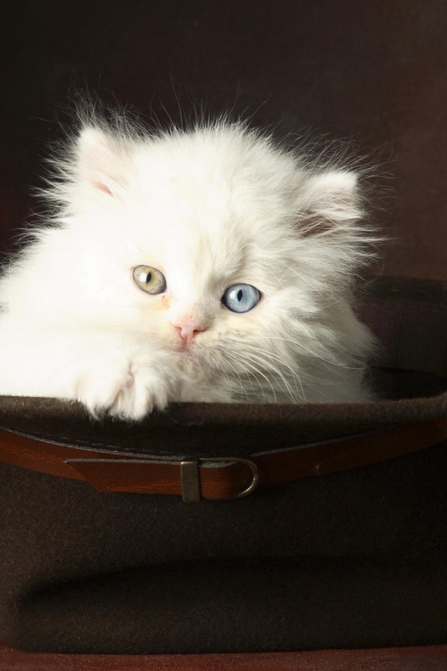 Белый котенок в шляпе