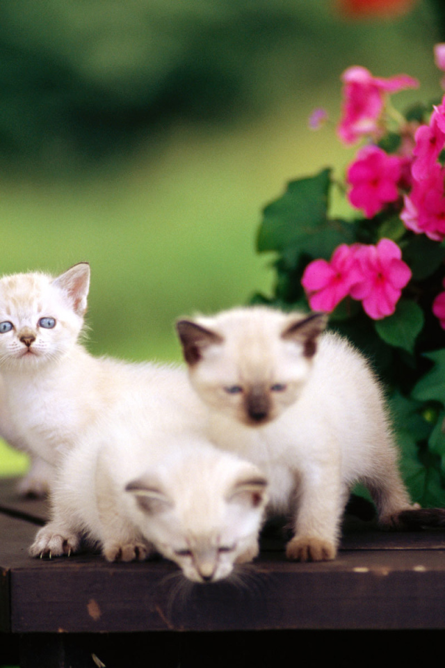 Белые котята на столе