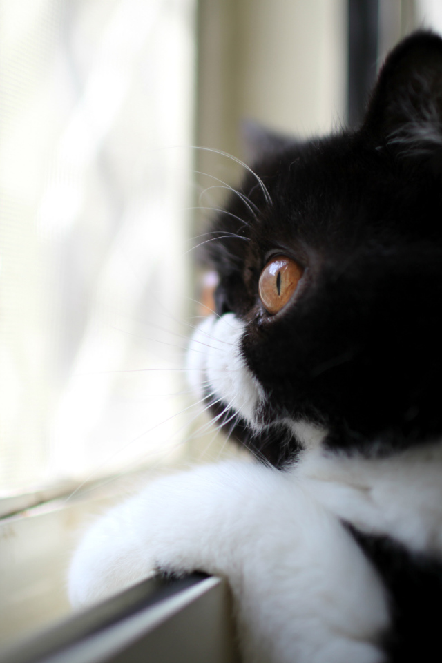 Кот смотрит в окно