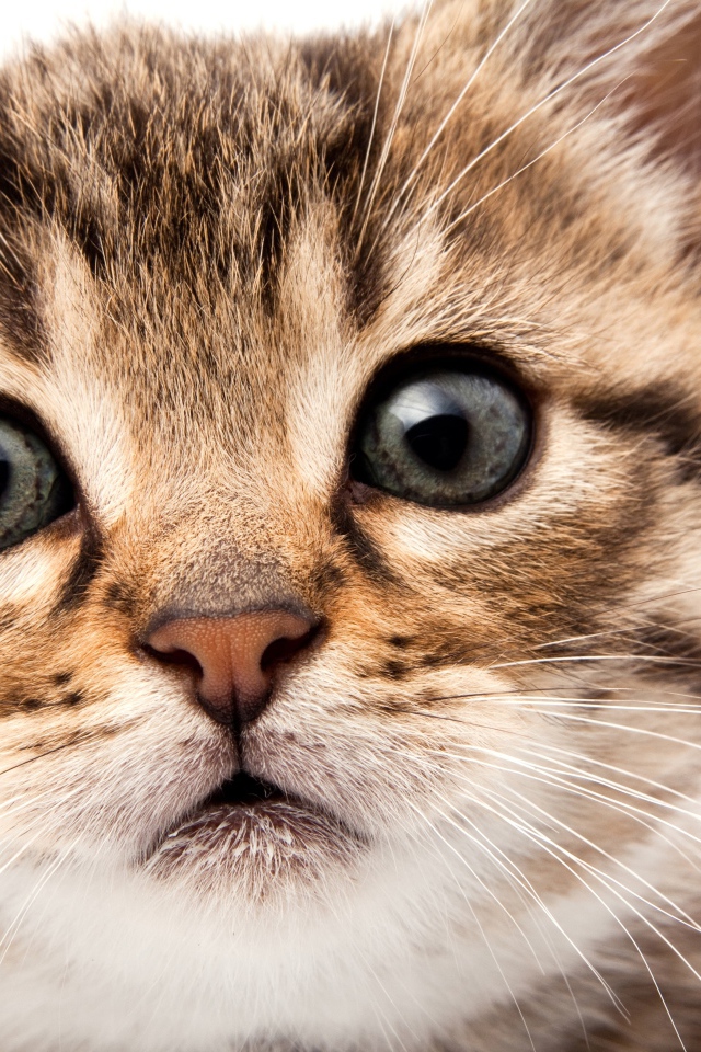 Удивленный взгляд котенка