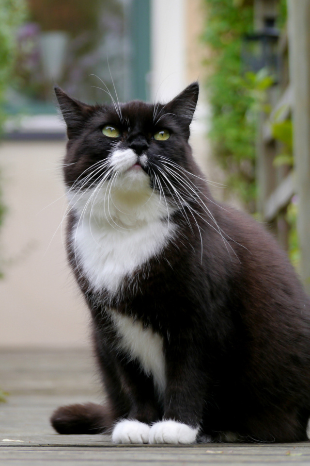 Черно белый кот