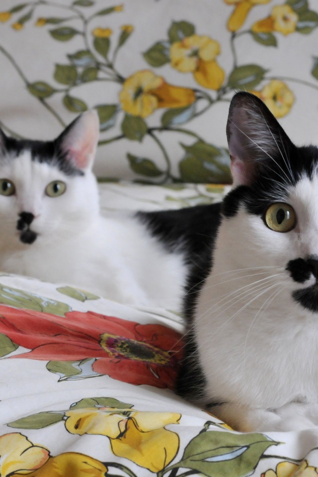 Черно белые кошки