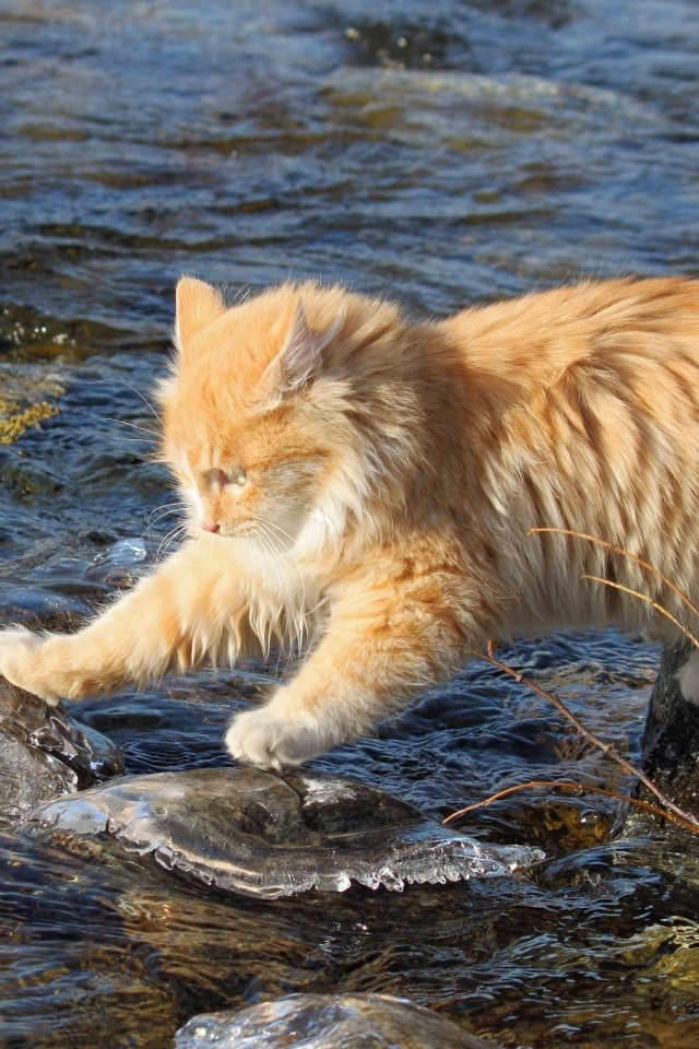 Кот ловит рыбу