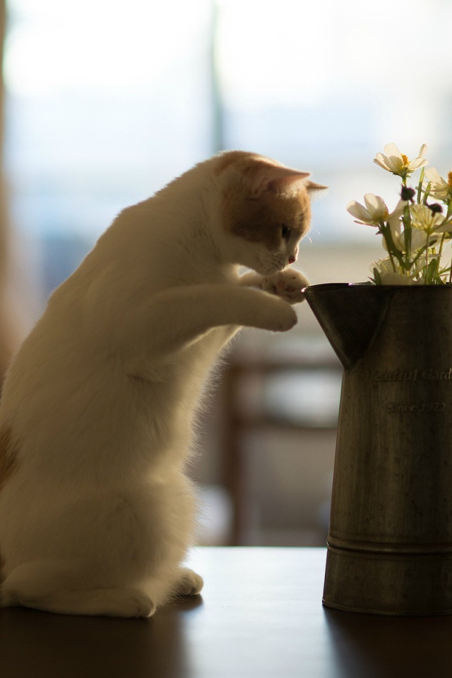 Кот у кувшина с цветами