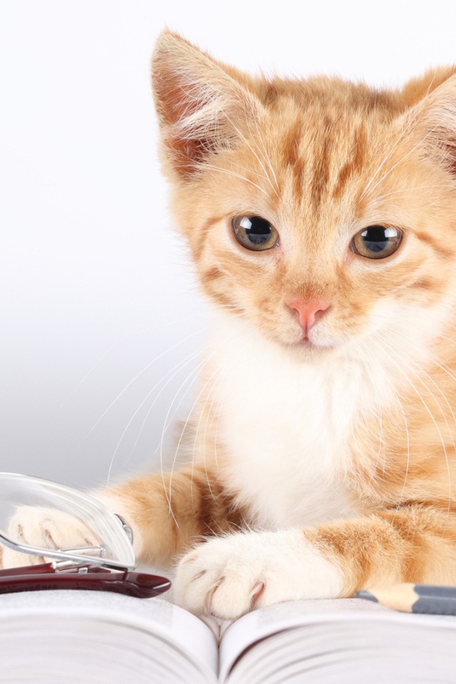 Кошка лежит около книг