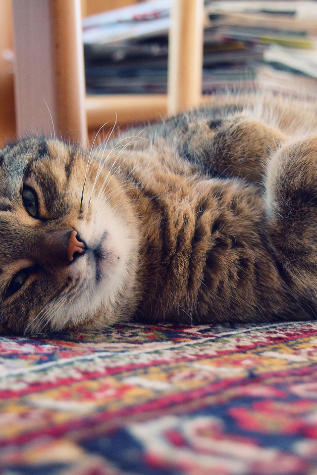 Кошка лежит на ковре