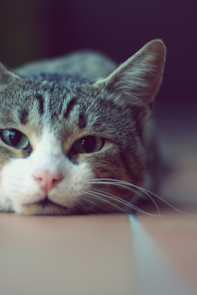 Кошка лежит на полу