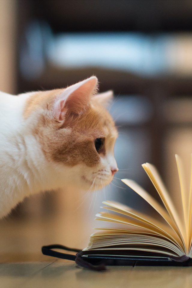 Кошка играет книгой