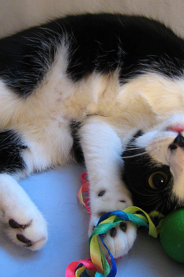 Кот играет с игрушкой