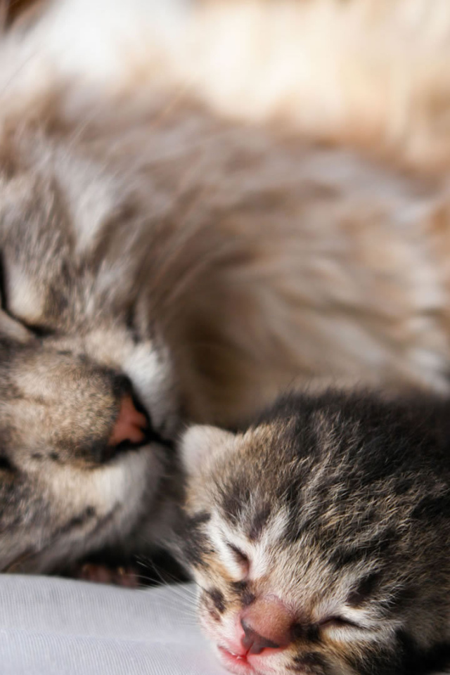 Кошка с котенком спят